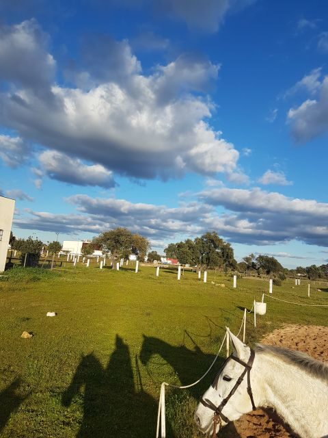 From Seville: Horseback Riding Experience in Aljarafe - Who Will Love This Tour?