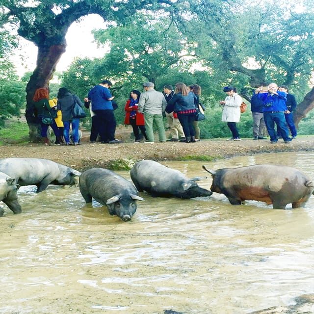From Seville: Iberian Ham Full-Day Tour to Aracena - What’s Included & What to Consider