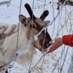 From Seyðisfjörður: Stuðlagil Canyon and Reindeer Park Tour - What Travelers Say