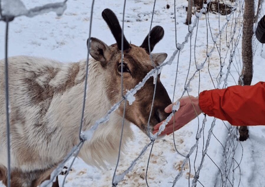 From Seyðisfjörður: Stuðlagil Canyon and Reindeer Park Tour - What Travelers Say
