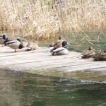 From Sibenik: Private Skradinski buk waterfall in Krka NP - Who Is This Tour For?