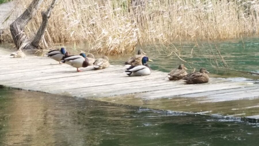 From Sibenik: Private Skradinski buk waterfall in Krka NP - Who Is This Tour For?