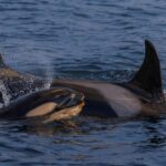 From Skjervøy: Whale Watching in a Heated Cabin Cruiser - How the Itinerary Unfolds
