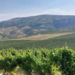 From Skopje: Private Tour of Sopot Winery with Lunch - The Downsides: What Critics Say