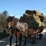 From Sofia: Koprivshtitsa, Starosel, and Wine Tasting Tour - Is This Tour Worth It? A Balanced View