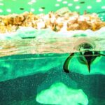 From South Tenerife: Loro Park Zoo Ticket & Hotel Transfers - The Value and Overall Impression