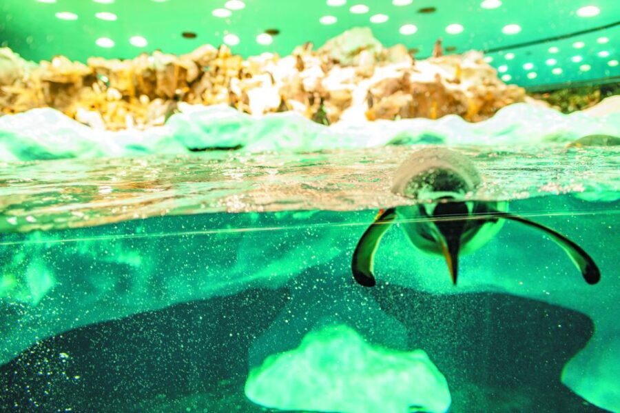 From South Tenerife: Loro Park Zoo Ticket & Hotel Transfers - The Value and Overall Impression