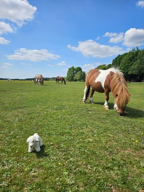 From Southampton: New Forest and Salisbury Private Tour - In-Depth Look at Each Stop