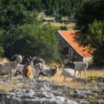 From Split: Private Guided ATV Tour with Lunch - Who This Tour is Perfect For