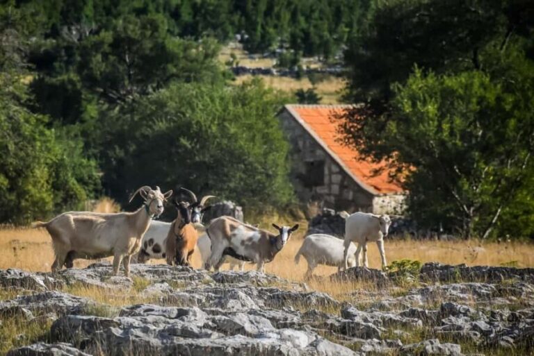 From Split: Private Guided ATV Tour with Lunch - Who This Tour is Perfect For