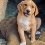 From Split: Sinj's Alka, Eye of the Earth, & Rural Day Trip - The Source of the Cetina River