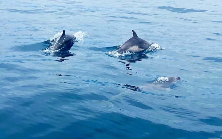 From Split:Private boat tour:Trogir, Blue Lagoon & Solinska - Practical Details and Tips