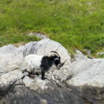 From Stavanger: Lysefjorden & Pulpit Rock Safari by RIB - Who Should Consider This Tour?