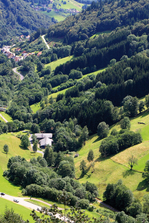 From Strasbourg: Black Forest and Baden Baden Day Trip - Who Is This Tour Best Suited For?