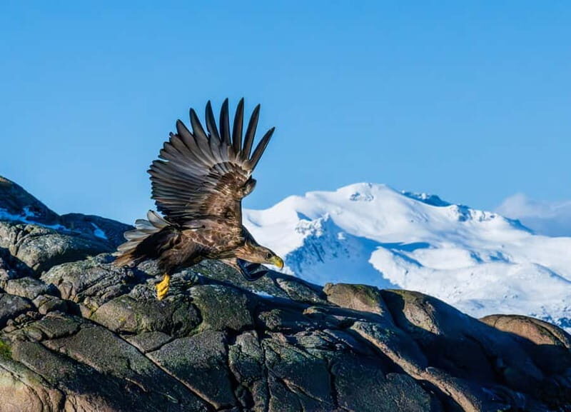 From Svolvær: Lofoten Trollfjord Cruise & Sea Eagle Safari - A Tour with Stories and Culture