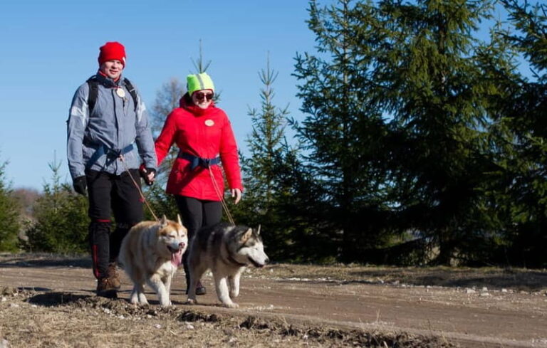 From Tallinn: Husky Park Tour with Cani-Cross Hike - The Practicalities: What You Need to Know