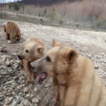 From Tbilisi: Sabaduri, Bears, Jvari & Chronicle of Georgia - What to Expect from This Georgia Day Tour