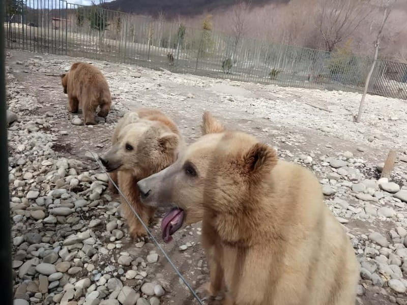 From Tbilisi: Sabaduri, Bears, Jvari & Chronicle of Georgia - What to Expect from This Georgia Day Tour