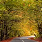 From Tbilisi: Sabaduri Forest, Chronicles & Bear Zoo - Final Thoughts