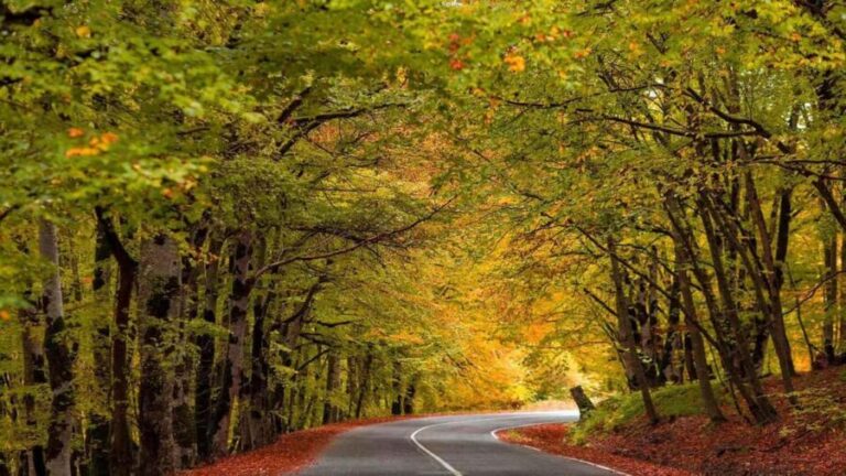 From Tbilisi: Sabaduri Forest, Chronicles & Bear Zoo - Final Thoughts