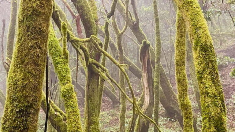 From Tenerife South: La Gomera Full-Day Trip with Transfers - What Makes This Tour Stand Out?