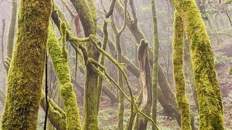 From Tenerife South: La Gomera Full-Day Trip with Transfers - What Makes This Tour Stand Out?