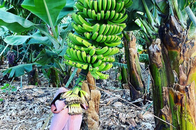 From Tenerife: Tajogaite Volcano, La Cumbrecita and Casco Antiguo - What We Loved About This Tour