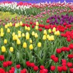 From The Hague: Private Keukenhof & Windmills Tour - Practicalities and What You Should Know