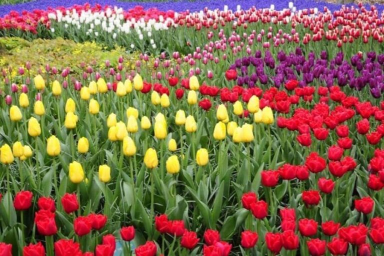 From The Hague: Private Keukenhof & Windmills Tour - Practicalities and What You Should Know