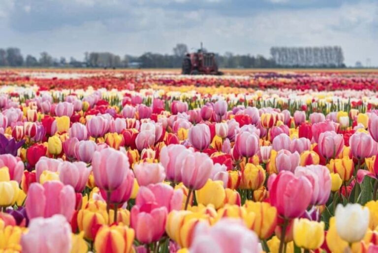 From The Hague: Private Tour To Keukenhof & Tulip Experience - What Makes This Tour Stand Out
