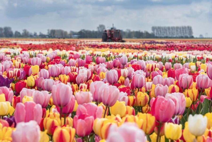 From The Hague: Private Tour To Keukenhof & Tulip Experience - What Makes This Tour Stand Out