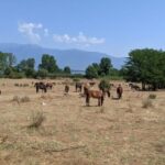 From Thessaloniki: Lake Kerkini, Boat Ride & Winery Day Tour - Tasting Buffalo Milk Products: A Unique Local Experience