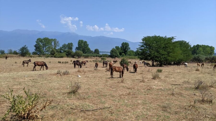 From Thessaloniki: Lake Kerkini, Boat Ride & Winery Day Tour - Tasting Buffalo Milk Products: A Unique Local Experience