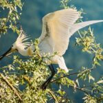 From Thessaloniki: Private Day Trip to Kerkini Lake - Wildlife and Nature: Why It’s Special