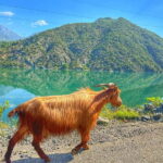 From Tirana/Shkodra: Komani Lake and Shala River Day Trip - What Travelers Say