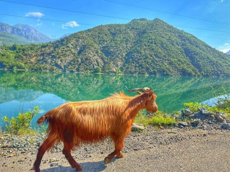 From Tirana/Shkodra: Komani Lake and Shala River Day Trip - What Travelers Say