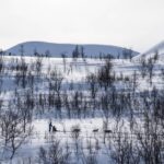 From Tromsø: Advanced Dog Sledding Tour at Camp Tamok - Price and Value