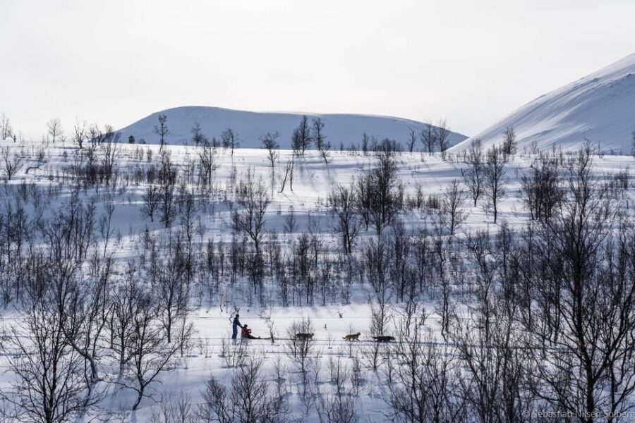 From Tromsø: Advanced Dog Sledding Tour at Camp Tamok - Price and Value