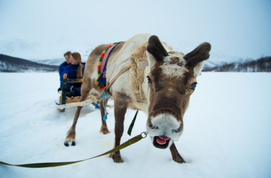 From Tromsø: Daytime Reindeer Sledding at Camp Tamok - How Good is the Value?