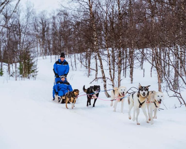 From Tromsø: Dog Sledding Experience with Transfer - Final Thoughts