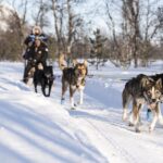 From Tromsø: Fun and Easy Dog Sledding Adventure - The Experience Value and What Travelers Say