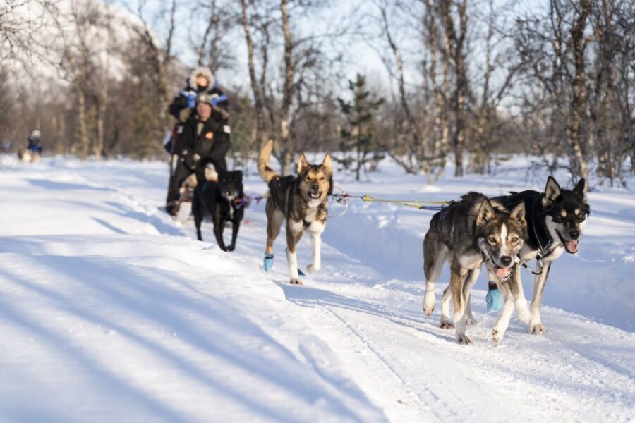 From Tromsø: Fun and Easy Dog Sledding Adventure - The Experience Value and What Travelers Say