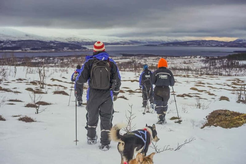 From Tromsø: Guided Husky Snowshoe Hike and Husky Camp Visit - The Value of This Experience