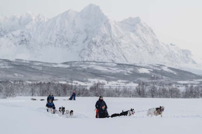 From Tromsø: Husky Experience with Self-Drive Dog Sled Ride - The Experience for Different Travelers