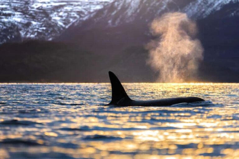 From Tromsø or Skjervøy: Whale Safari by RIB Boat - FAQs