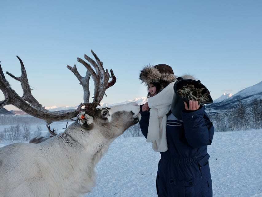 From Tromsø: Reindeer Feeding and Sami Experience with Lunch - The Itinerary Breakdown