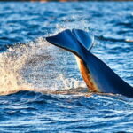 From Tromso: Whale Watching in Magic Skjervoy - Who Will Love This Tour?