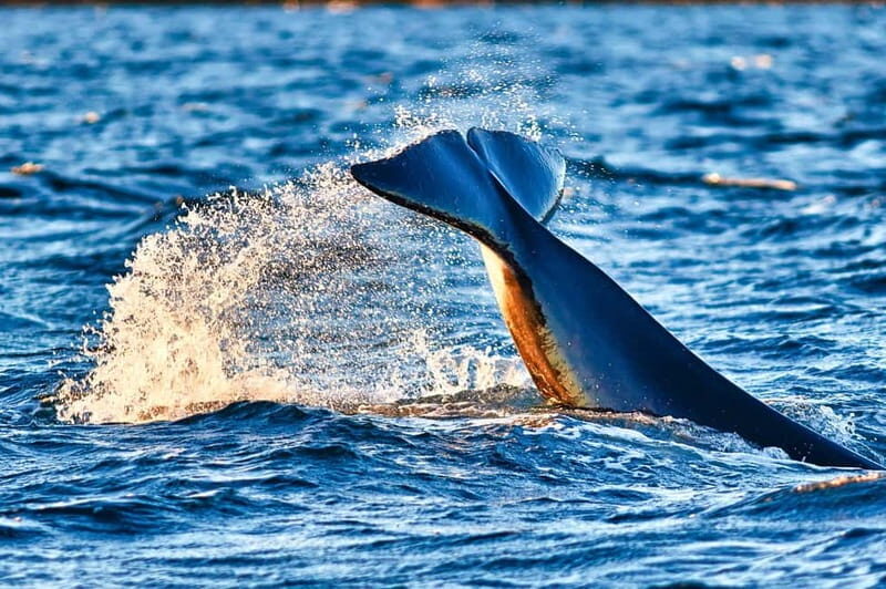 From Tromso: Whale Watching in Magic Skjervoy - Who Will Love This Tour?