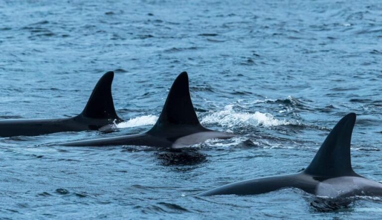 From Tromsø: Whale Watching RIB Safari at Skjervøy - The Itinerary Breakdown