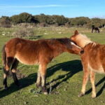 From Tuili: trekking in the Giara Park - The Practical Side: How It Works